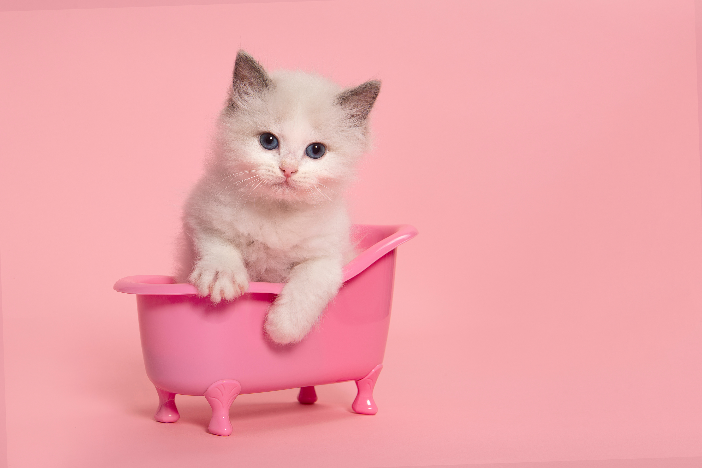 Cute Ragdoll Cat Kitten Sitting in a Pink Bathtub 