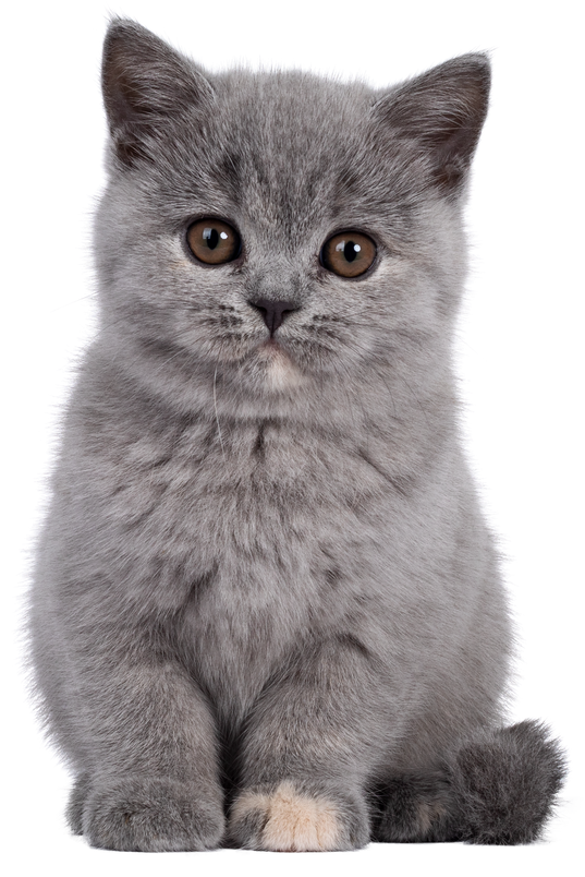 Cute British Shorthair Kitten        