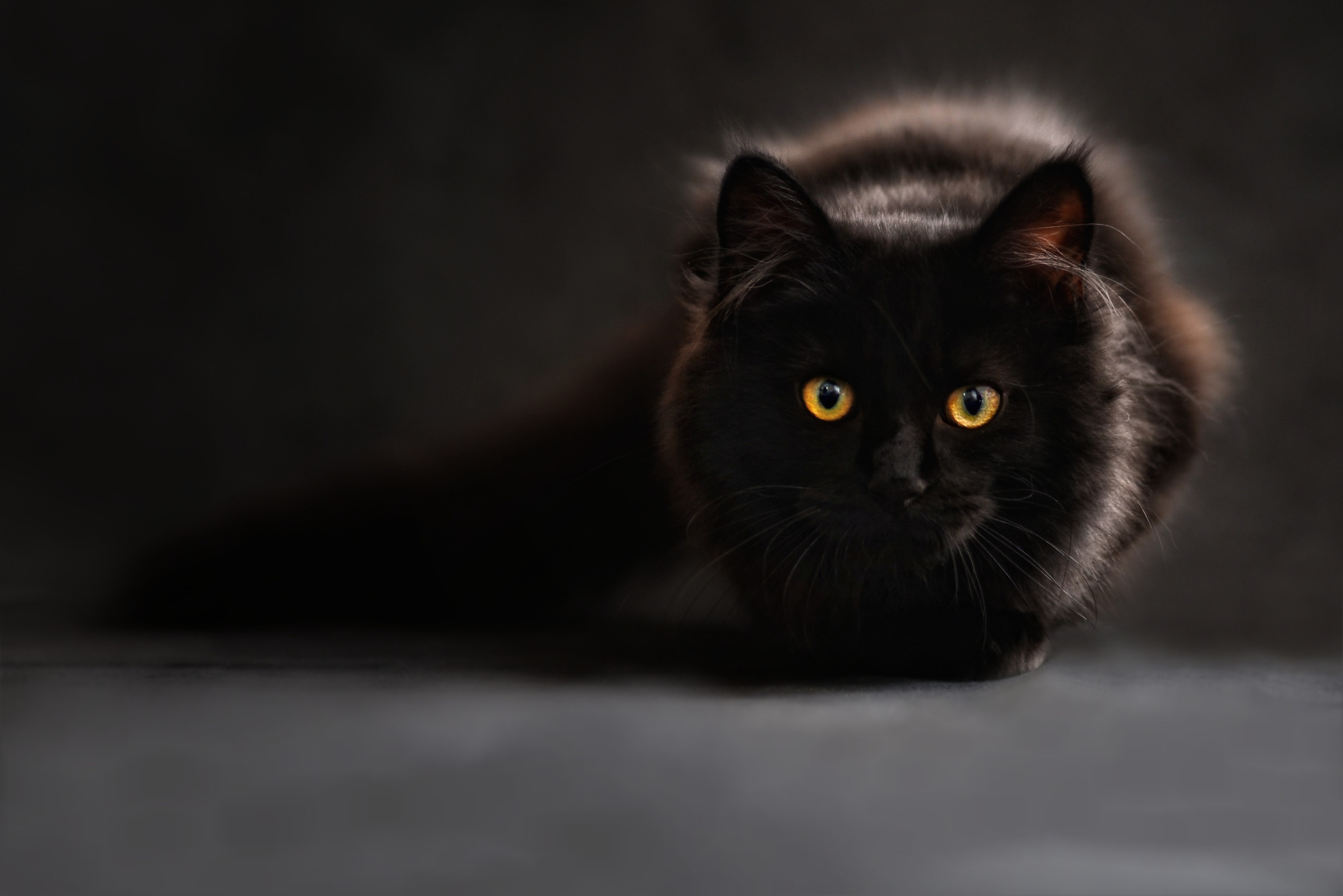 Staring Black Cat